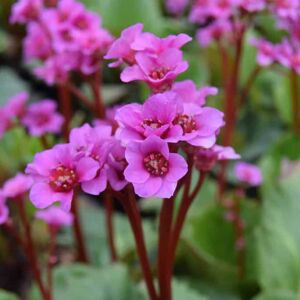 Bergenia cordifolia 'Purpurea' ---